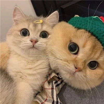 Dewi Lestari avatar